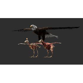 3D American Eagle Fur Anatomy model